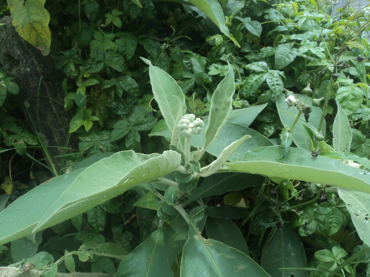 Solanum mauritianum Scop.